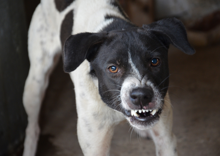 A dog snarling and looking angry