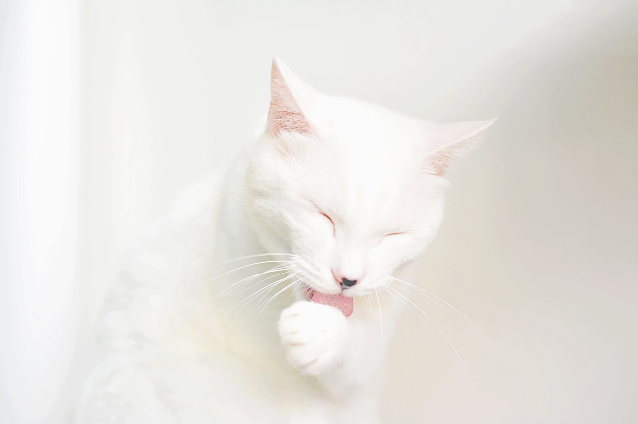 A white cat grooming its paw
