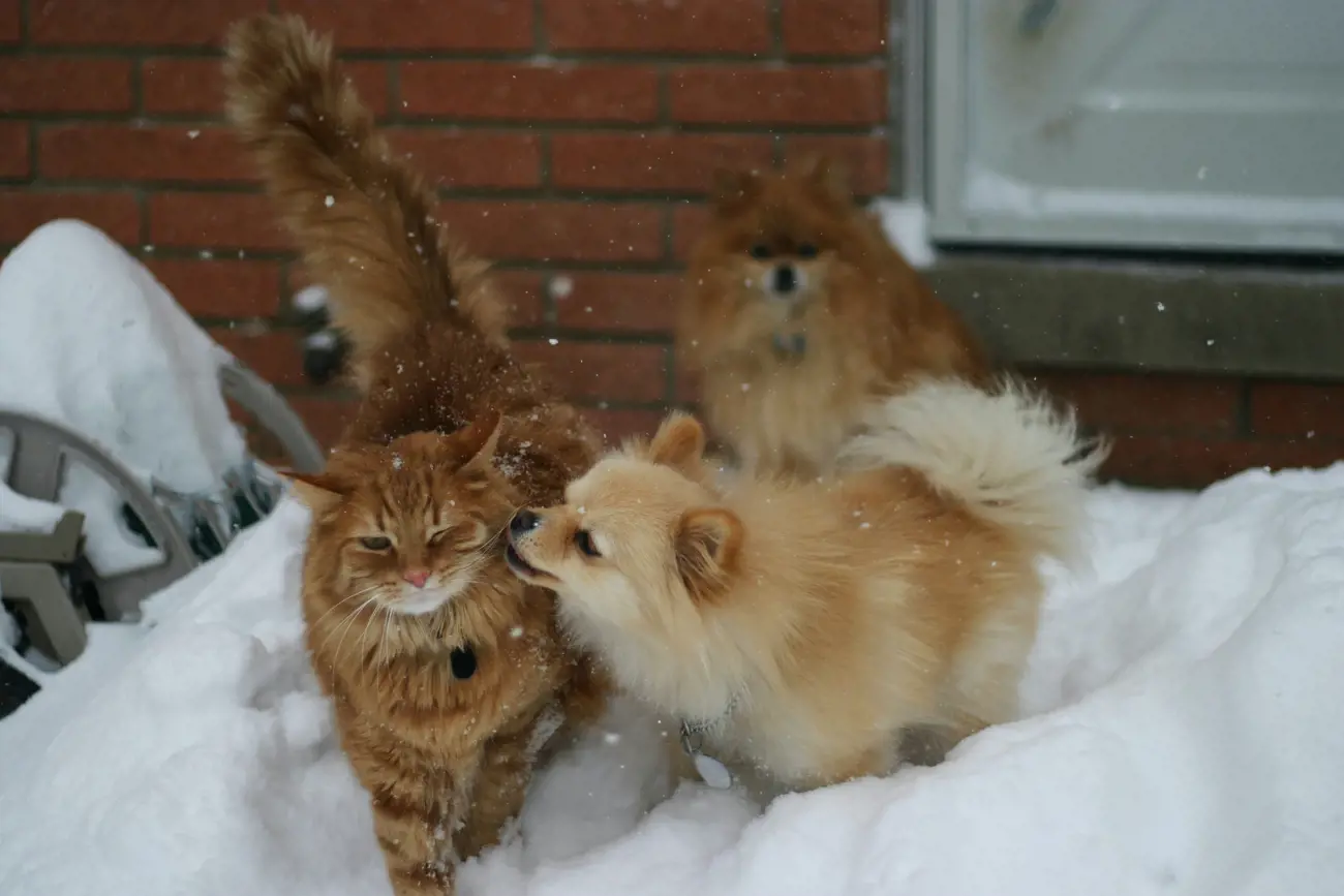 A cat and dog brushing up against each other in a snowy garden 