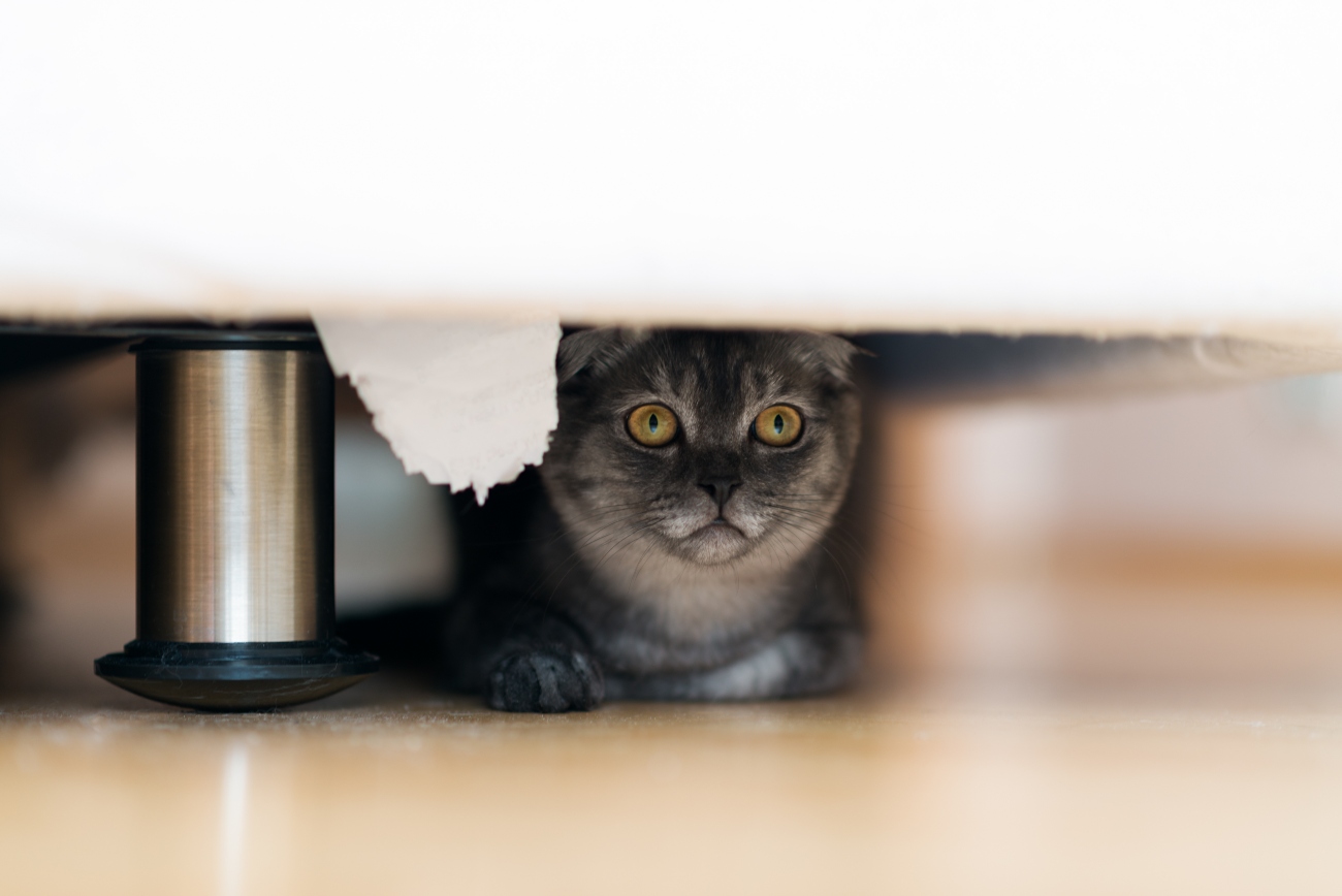 cat hiding under a bed