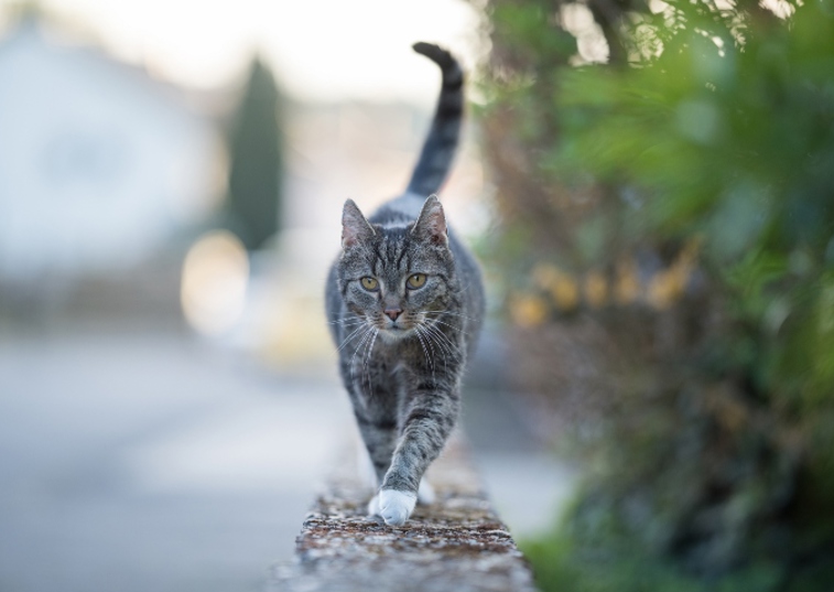 Cat strutting on stone wall 