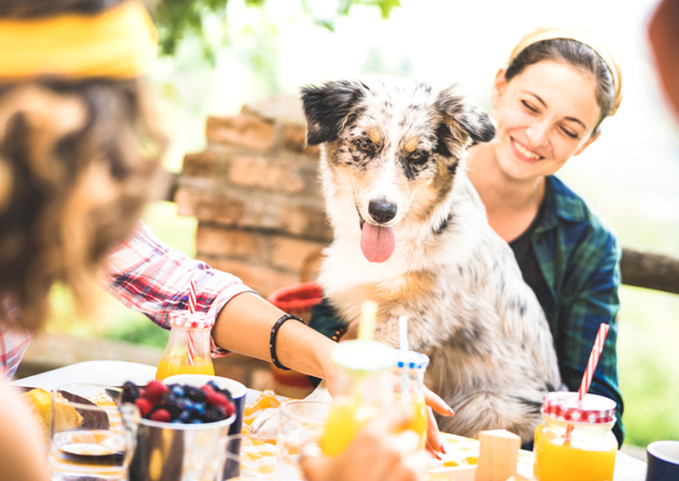 Dog at a BBQ sat on woman's lap
