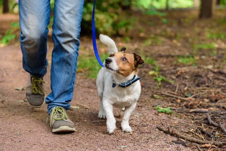 A dog on a lead out for a walk looking up at its owner
