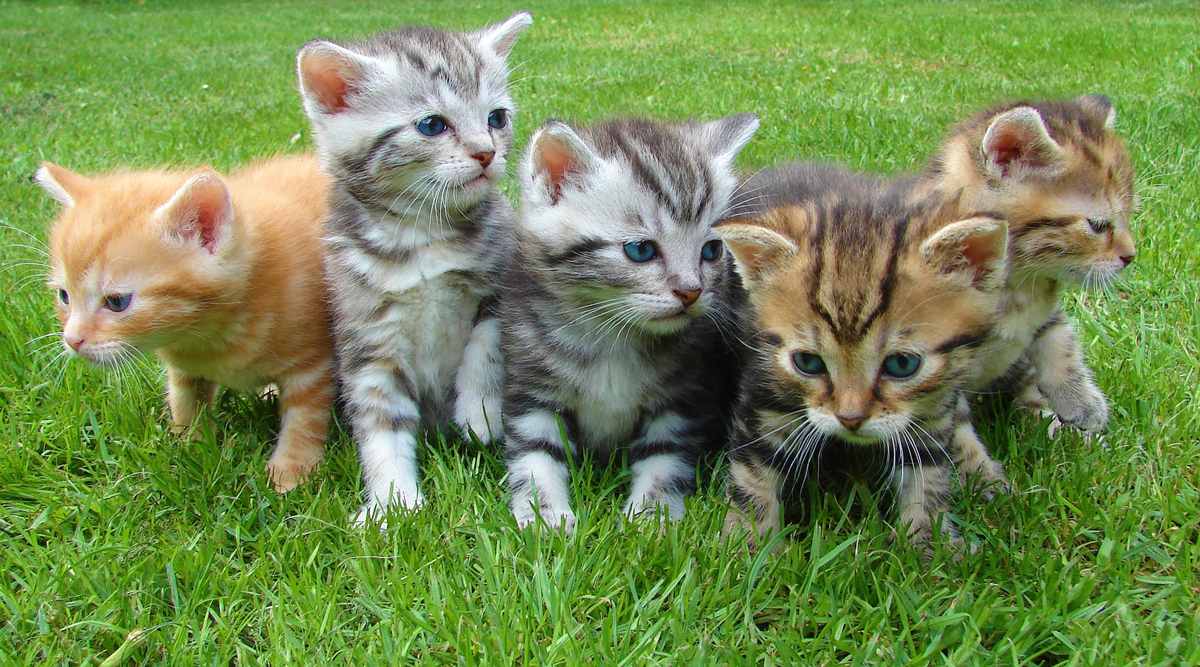 20 Little Known Facts About Cats and Dogs