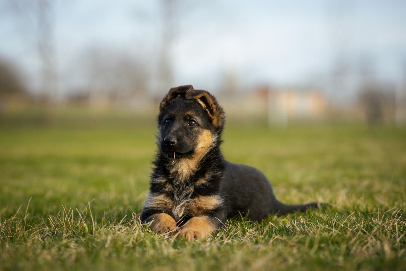 german shepherd laying in grass