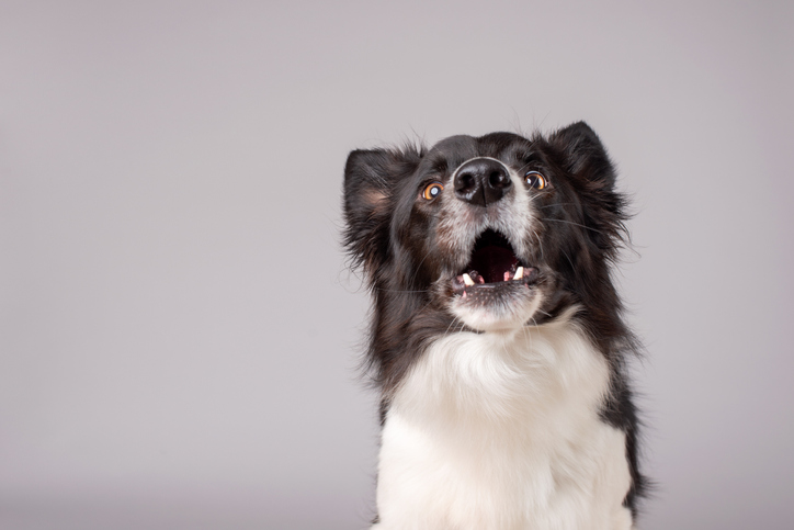 An energetic dog sitting against a grey background