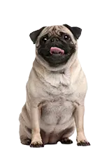 Pug