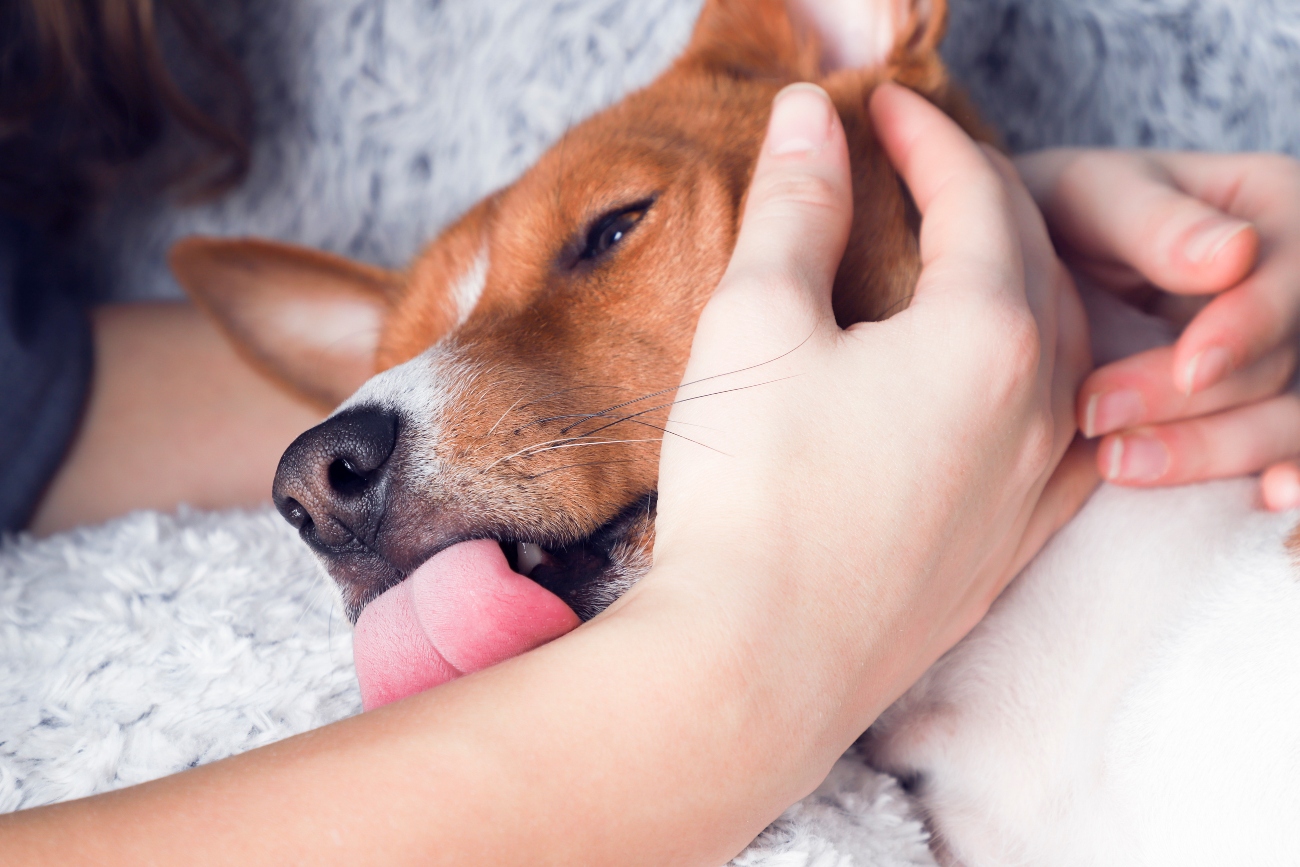 dog licking persons arm