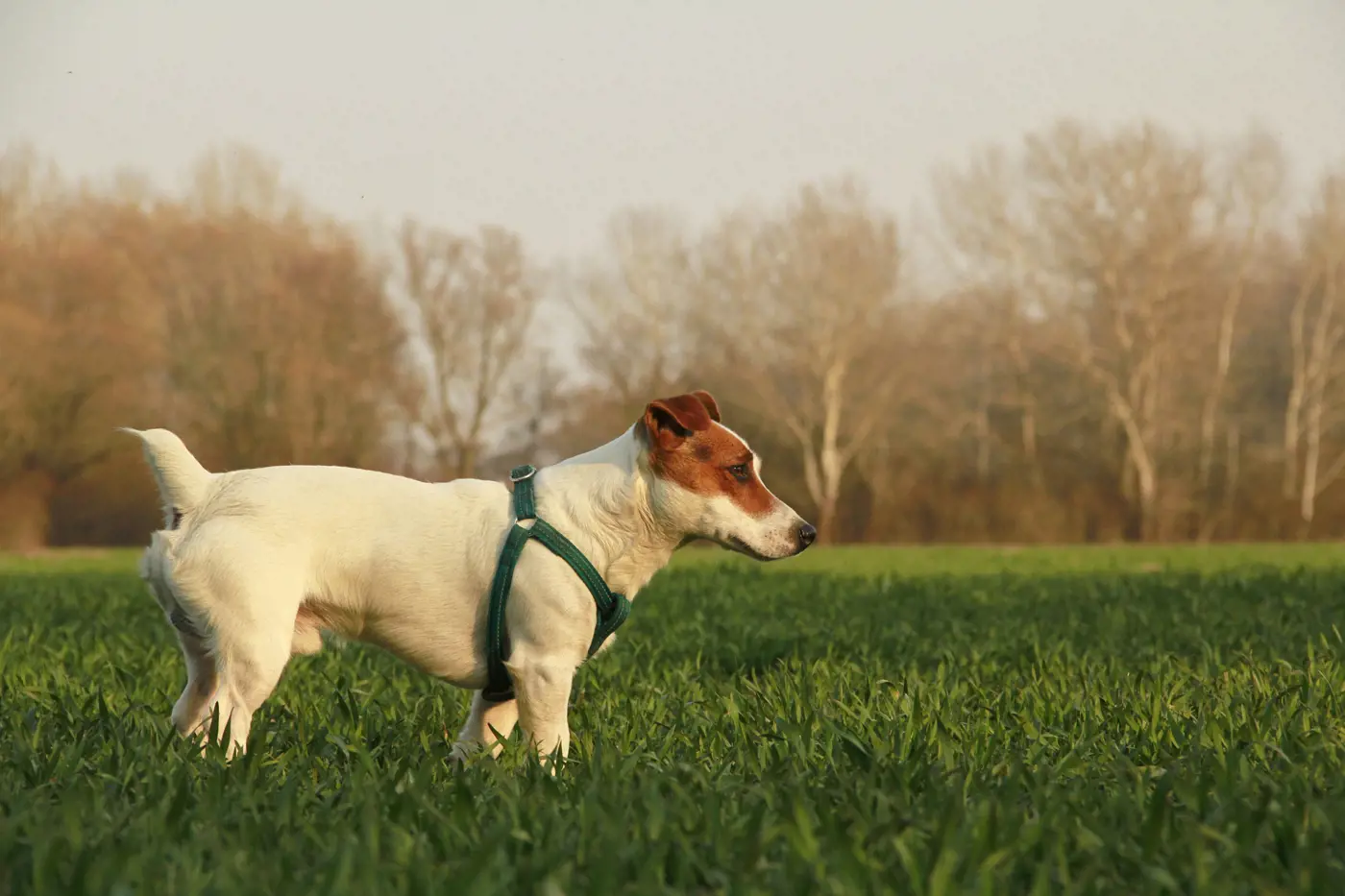 A Jack Russel with a docked tail standing in a crop field with a harness on