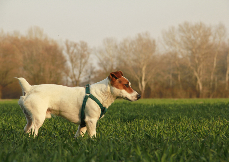 A Jack Russel with a docked tail standing in a crop field with a harness on