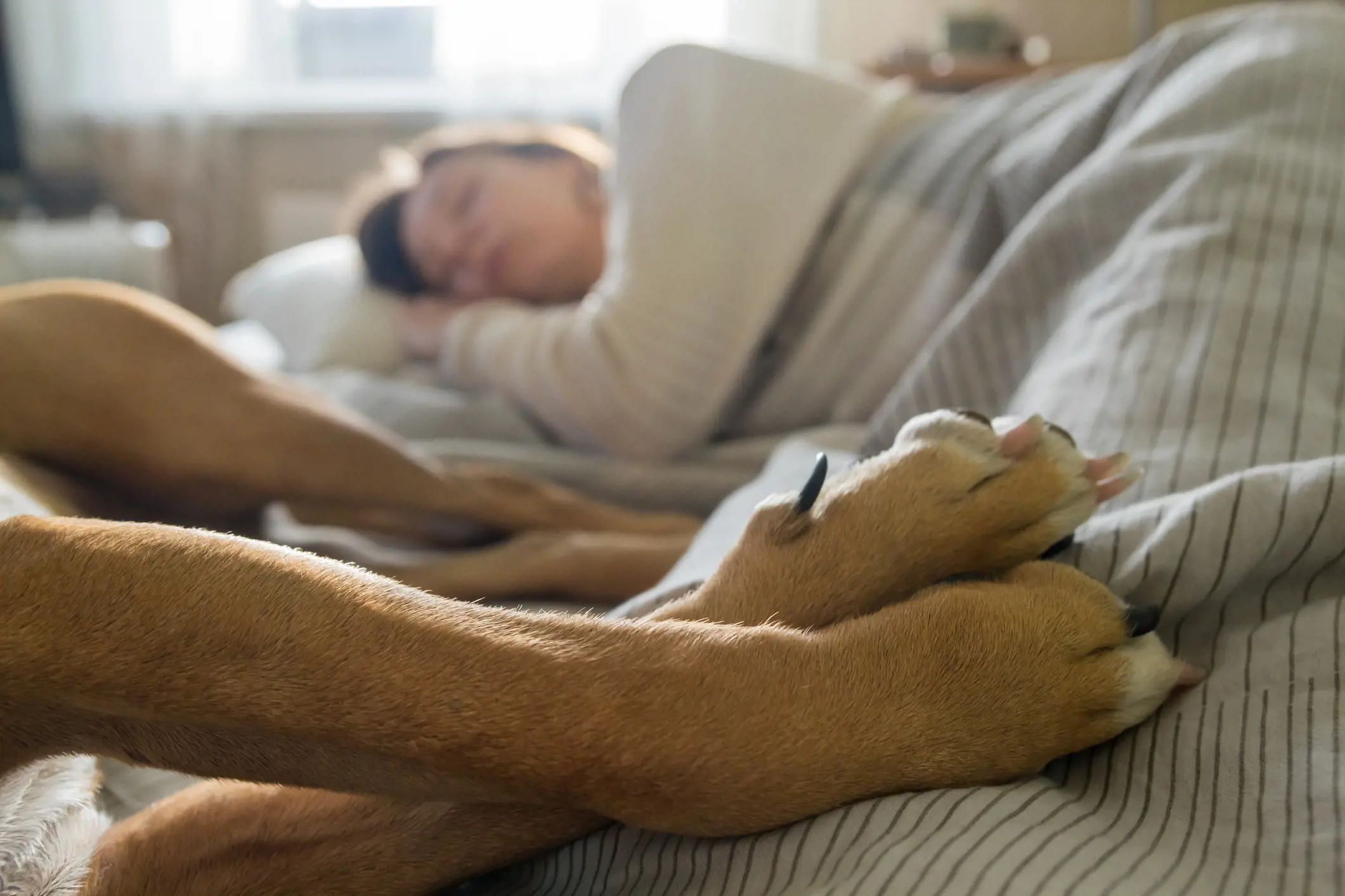 Pet owners will share their beds with pets to feel safe