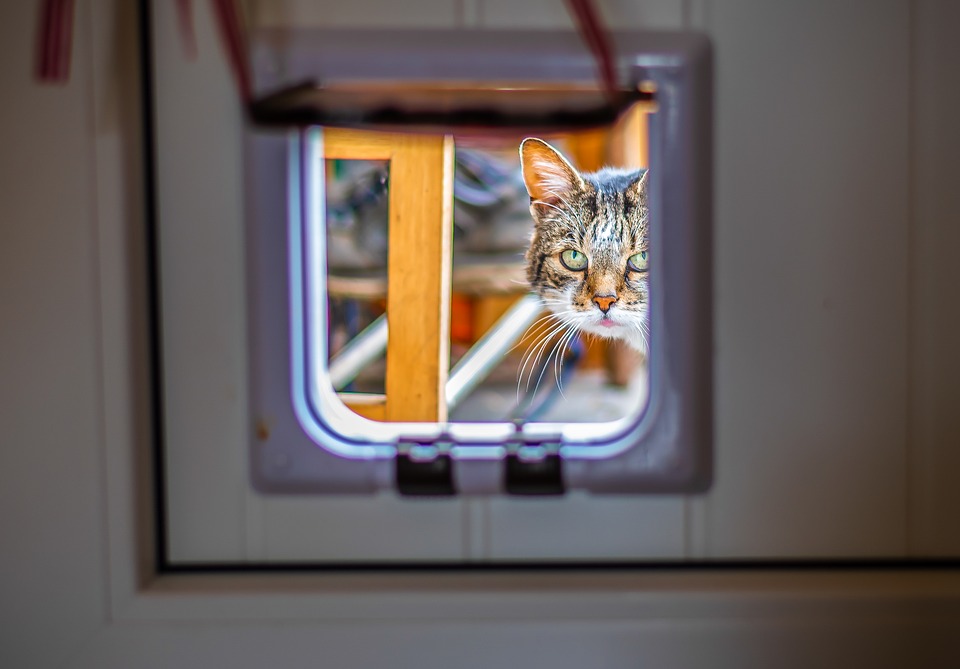 Cat looking through open cat flap