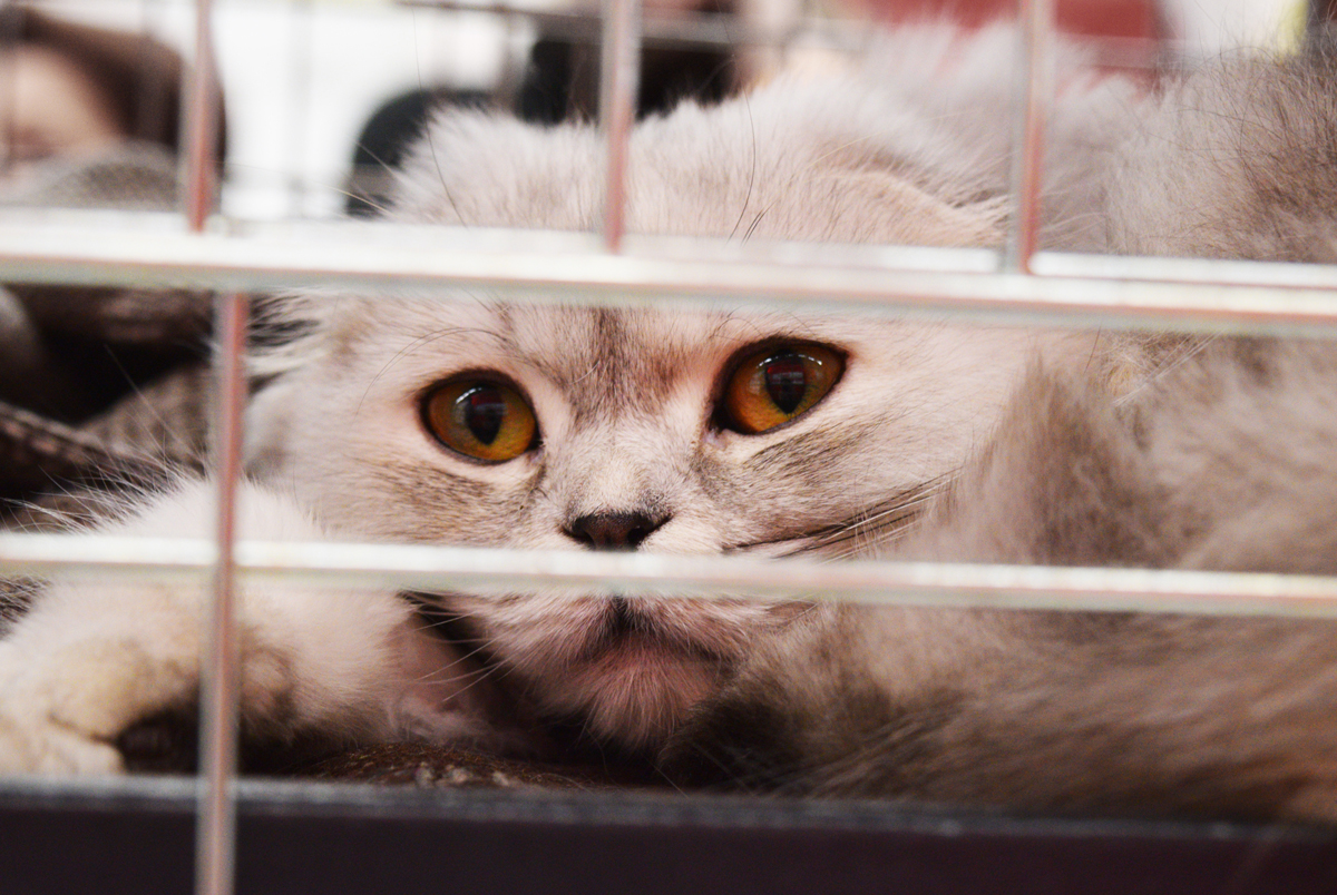 An anxious cat looking scared in a cage