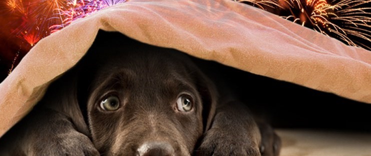 How do you keep your pets safe on Bonfire Night?