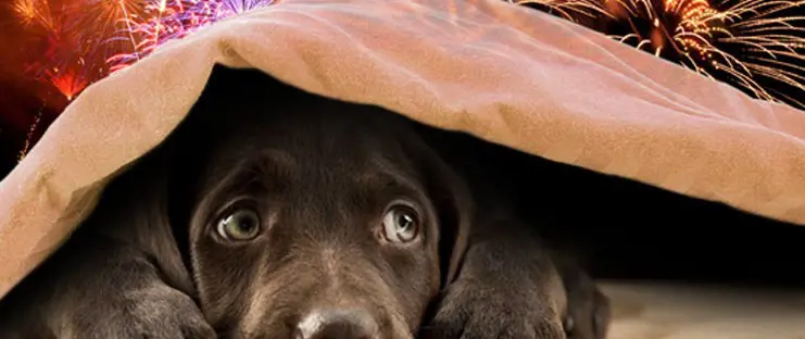 A dog hiding under a blanket with fireworks going off behind