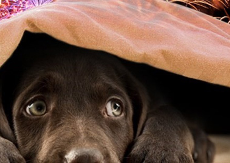 A dog hiding under a blanket with fireworks going off behind