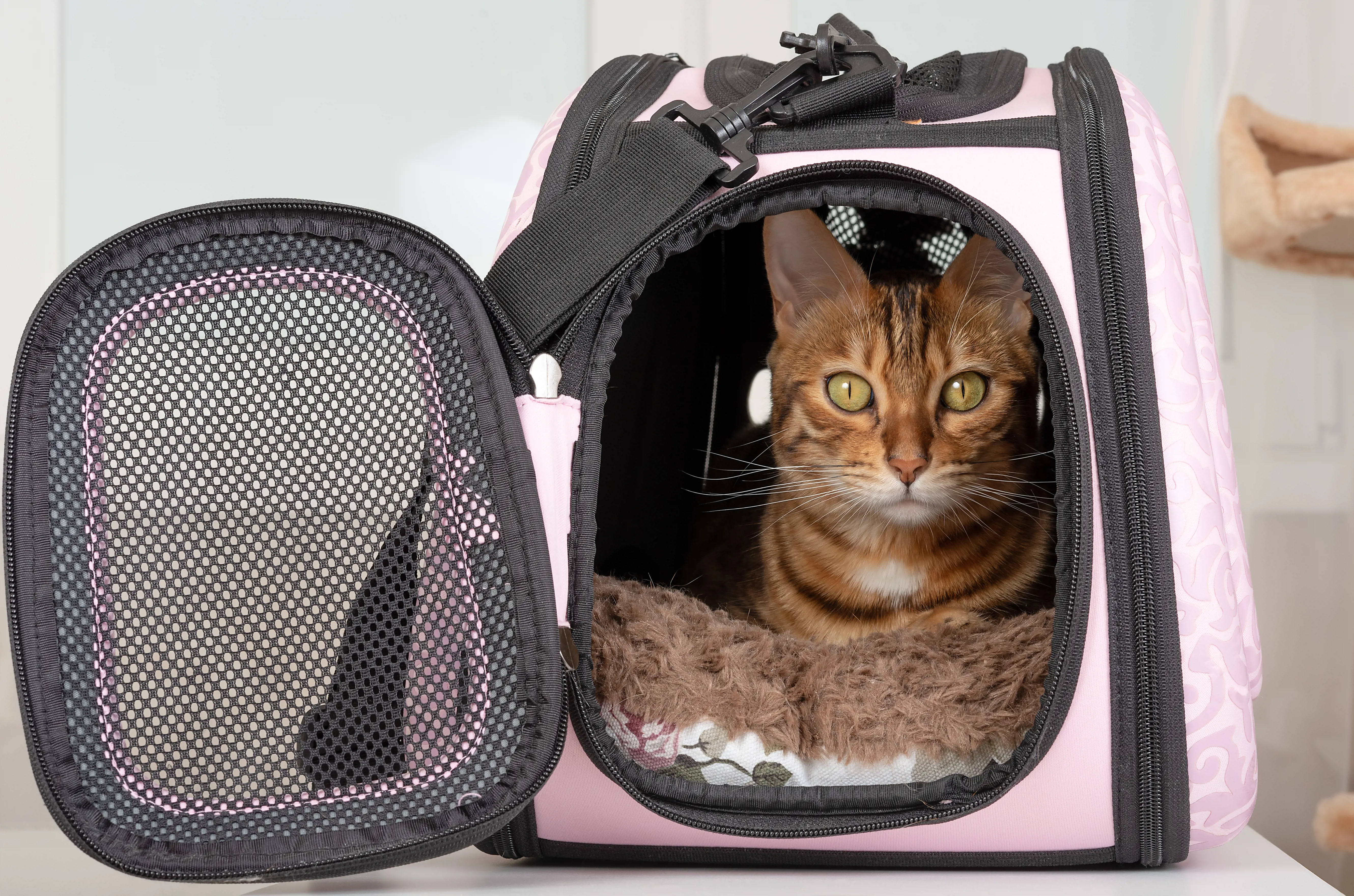 Cat resting in a soft carrier