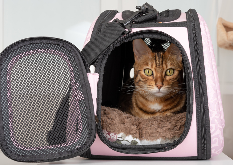 Ginger cat sitting in a pink cat carrier