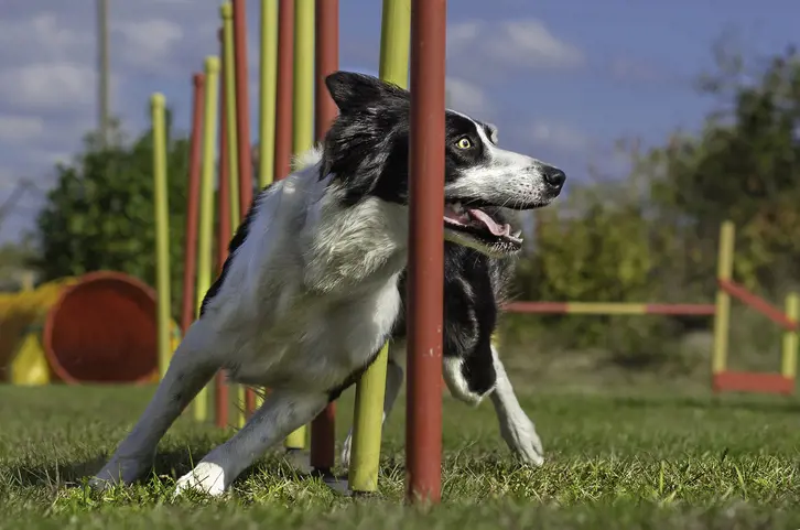 Dog agility task