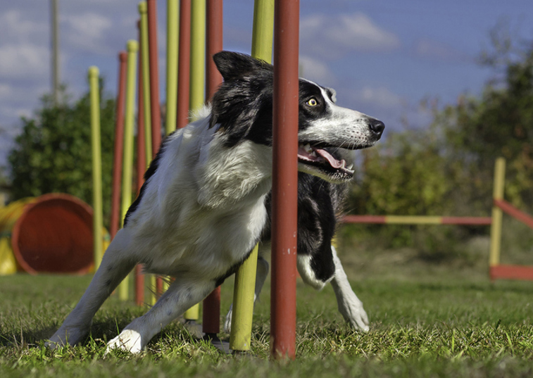 Dog agility task