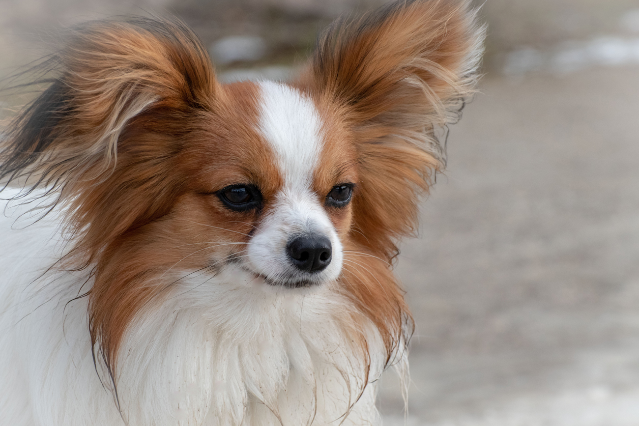 A Papillon breed of dog