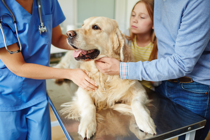 A dog on a vet table being inspected with its owner and family surrounding