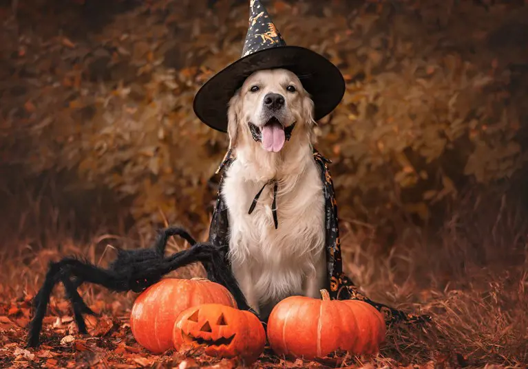 Dog in costume