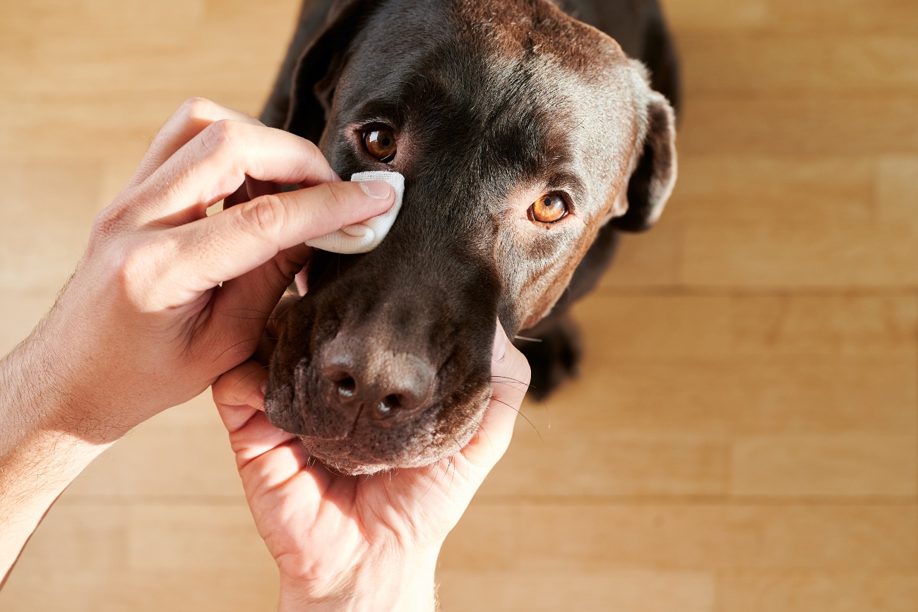 Salt water solution deals for dogs eyes