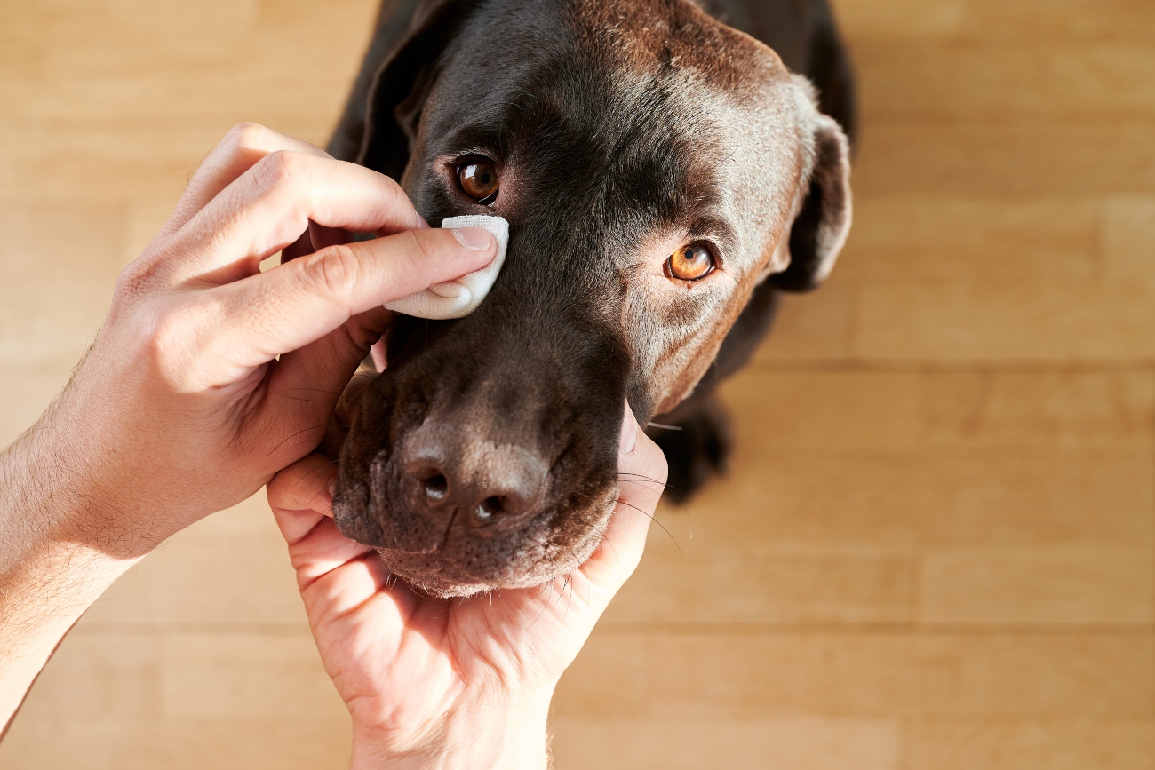 person cleaning dogs eyes