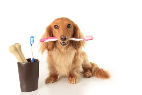 brown dog holding a pink toothbrush in their mouth