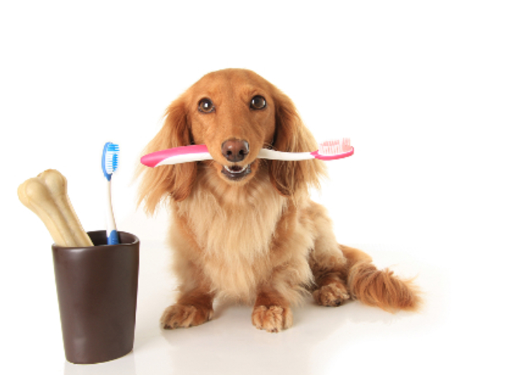 brown dog holding a pink toothbrush in their mouth