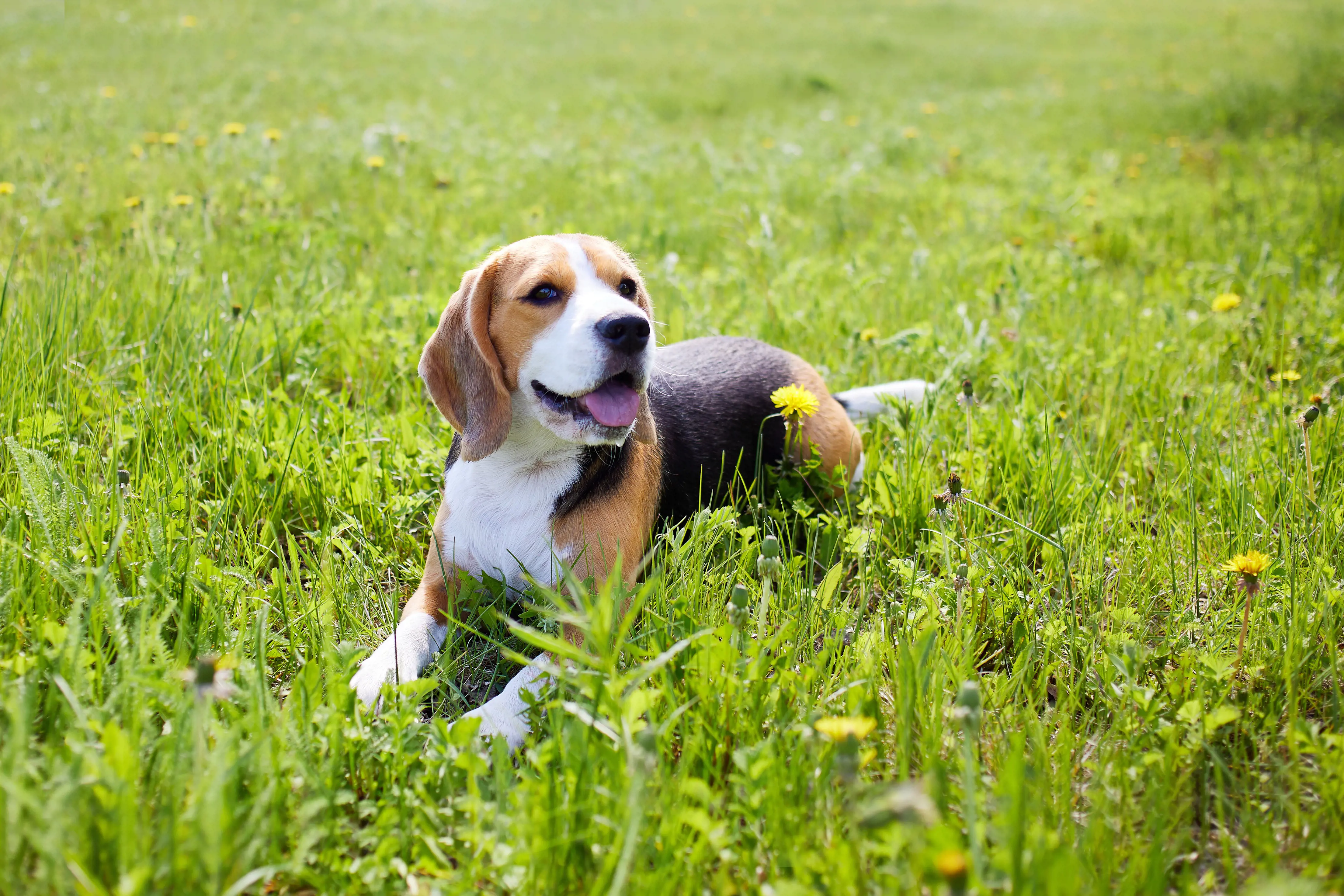 Beagle dog