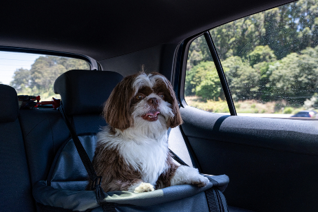 Should you put your dog in a car seat in the UK