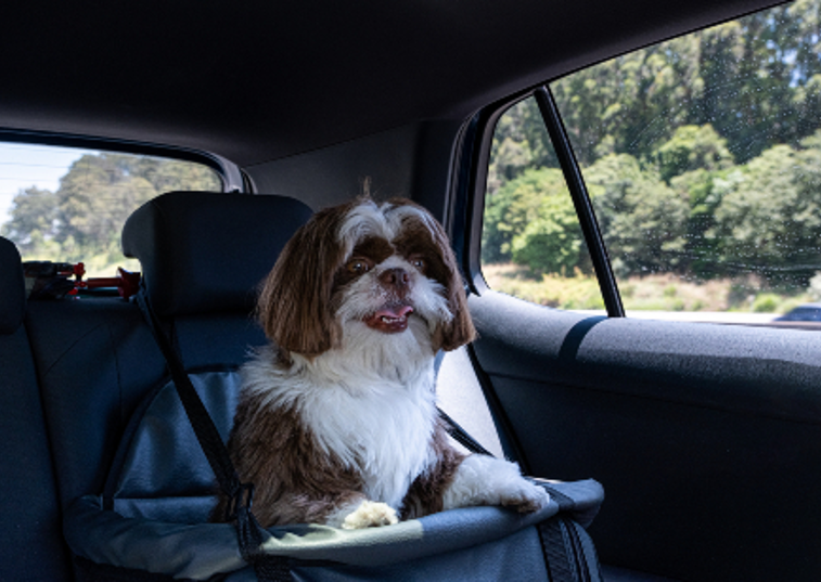 a brown and white dog in a car seat