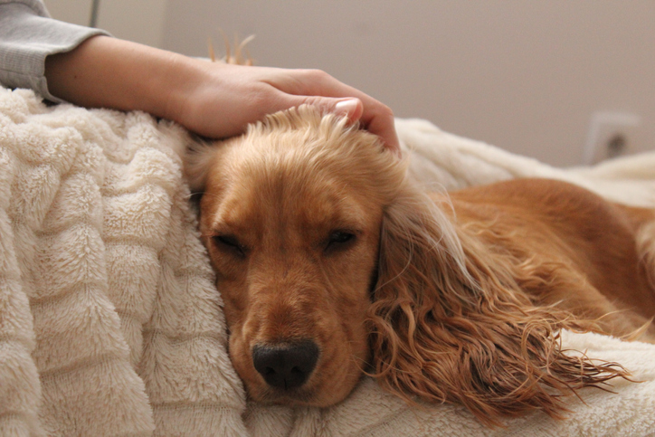 A dog laying on a blanket with its head on its owners leg