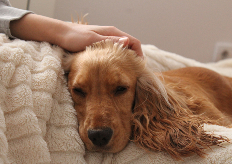 Why is petting a dog therapeutic?