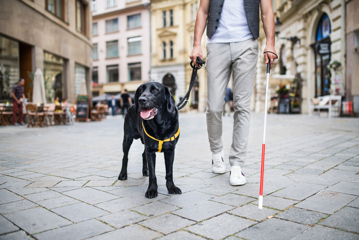 Dog assisting blind man