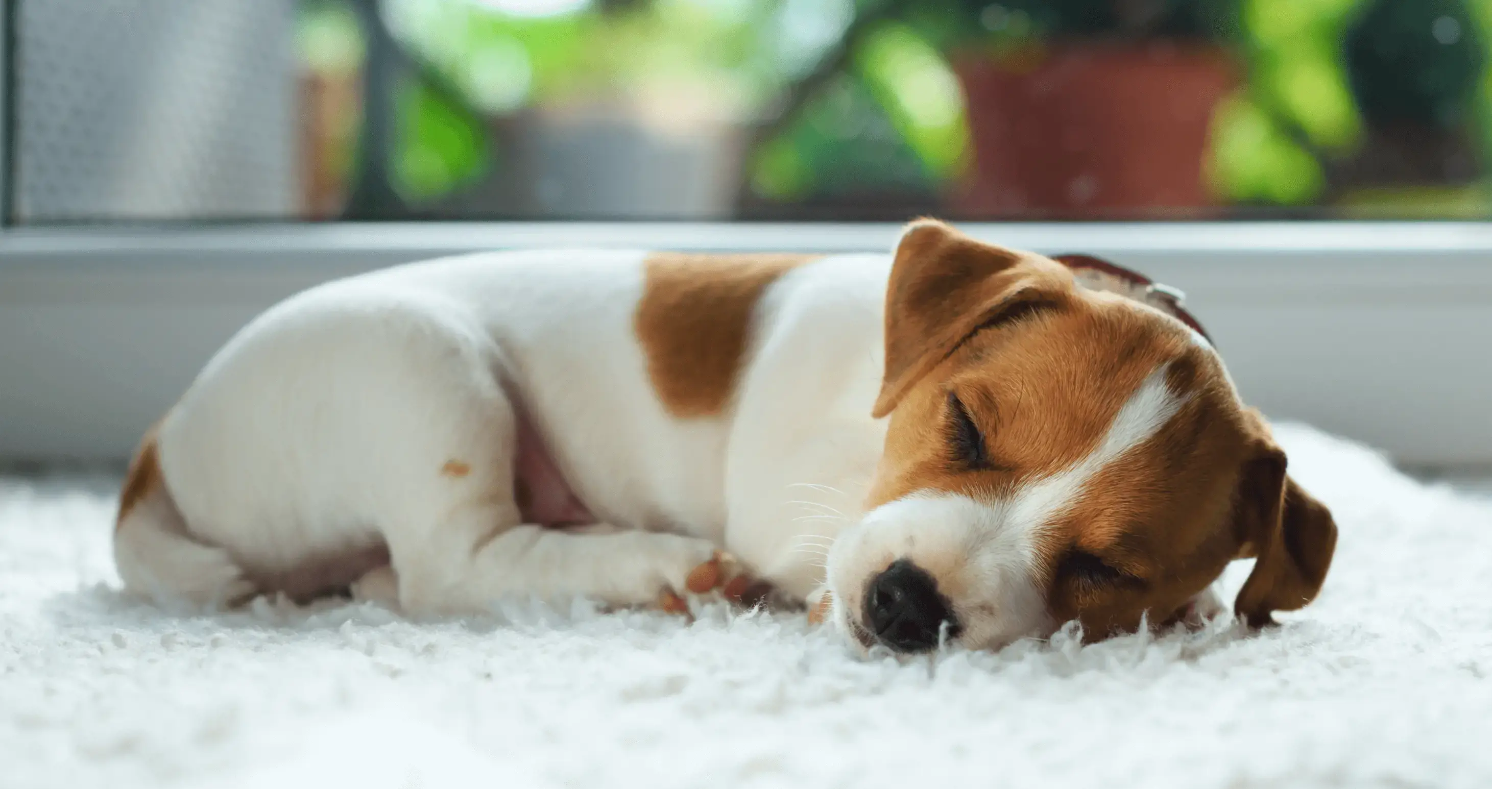 dog napping on a couch