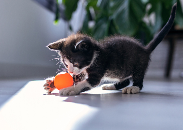 Kitten playing with a ball