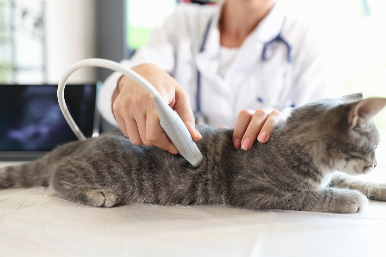 a vet performing an ultrasound on a grey cat