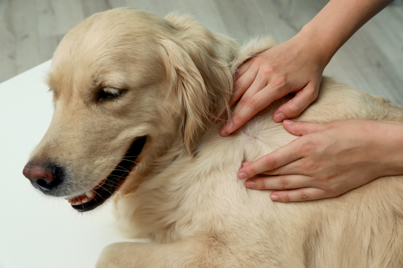 person feeling a lump on a dog