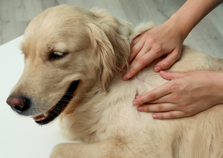 person feeling a lump on a dog