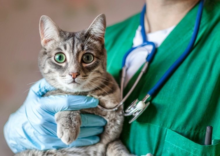 Vet holding grey tabby cat