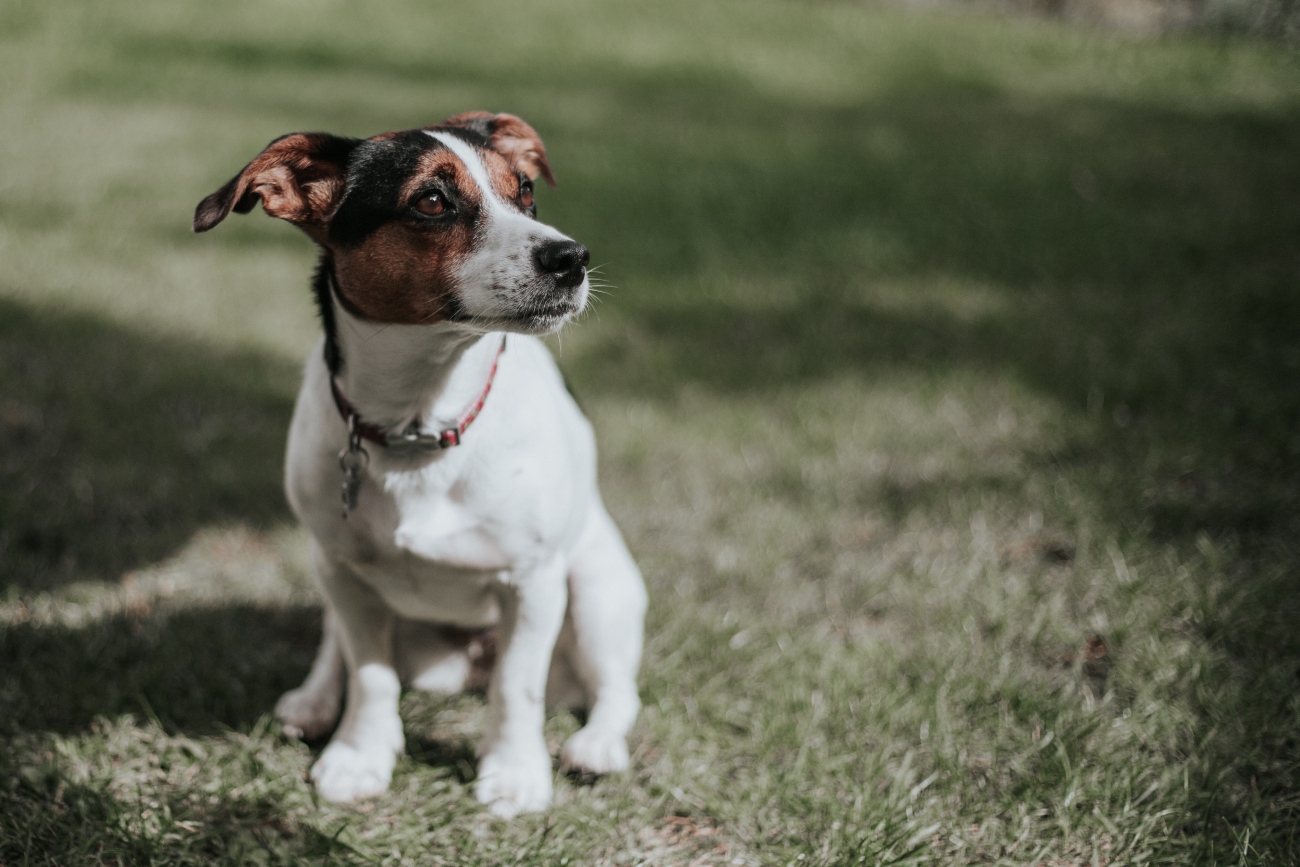 Jack Russel