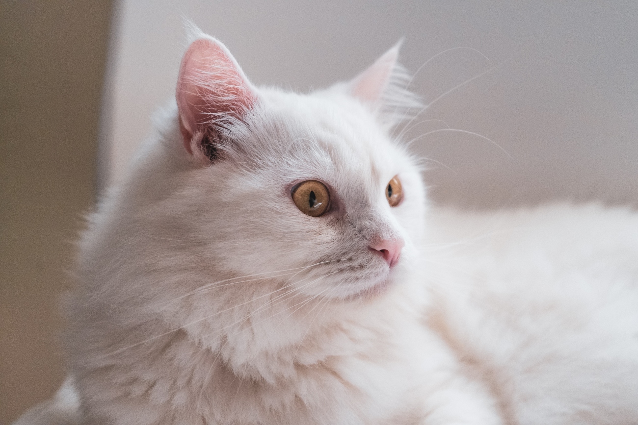 Fluffy white cat