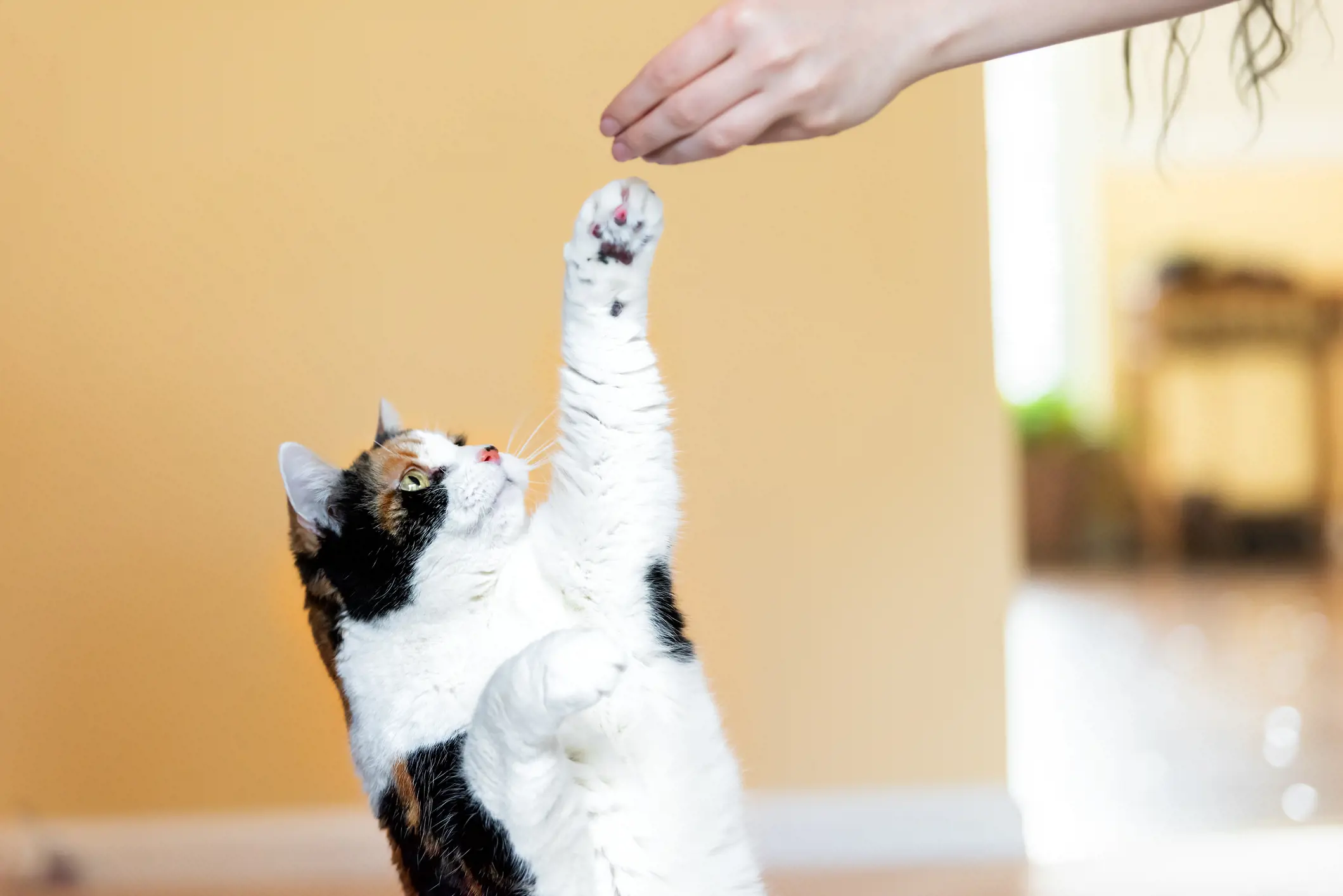 cat paw touching hand