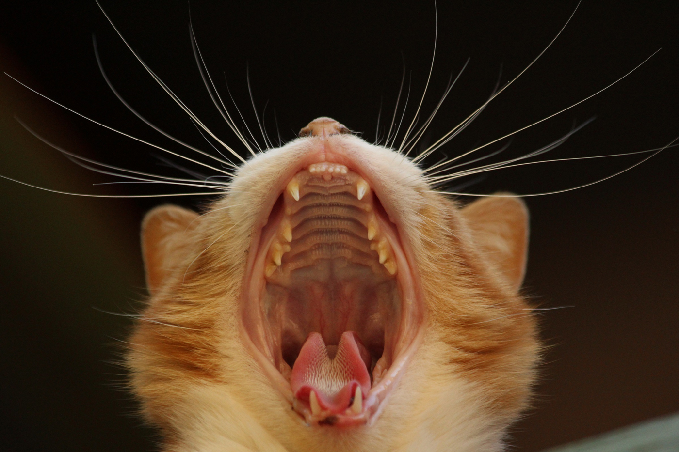 A cat with its mouth open wide during a sneeze