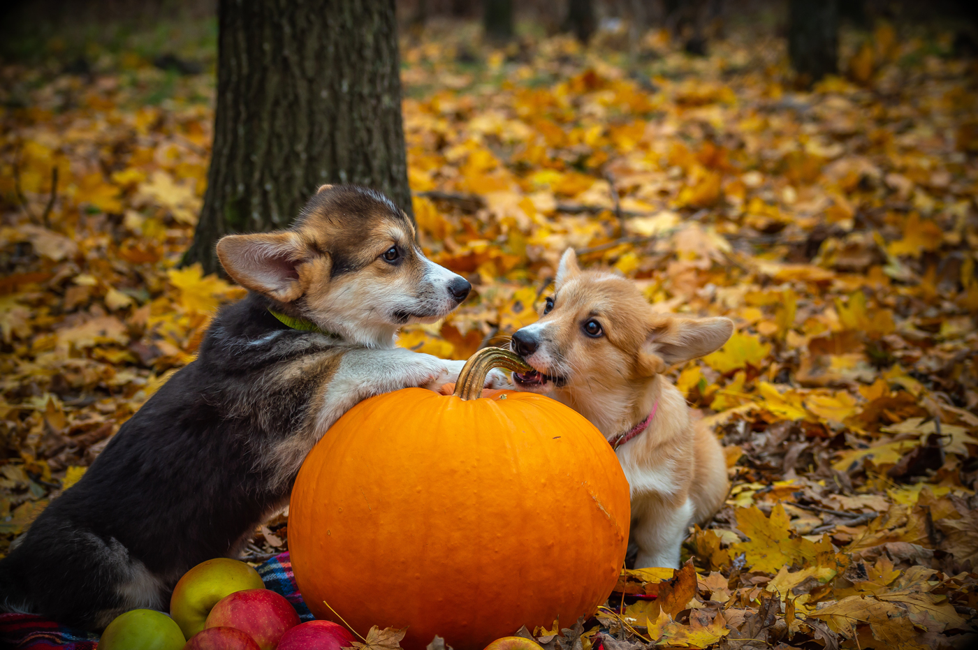 Two small dogs lying next to a pumpkin in a wooded area in autumn