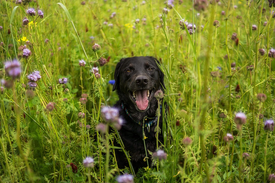 Black dog poking its head out of long grass and plants in a meadow