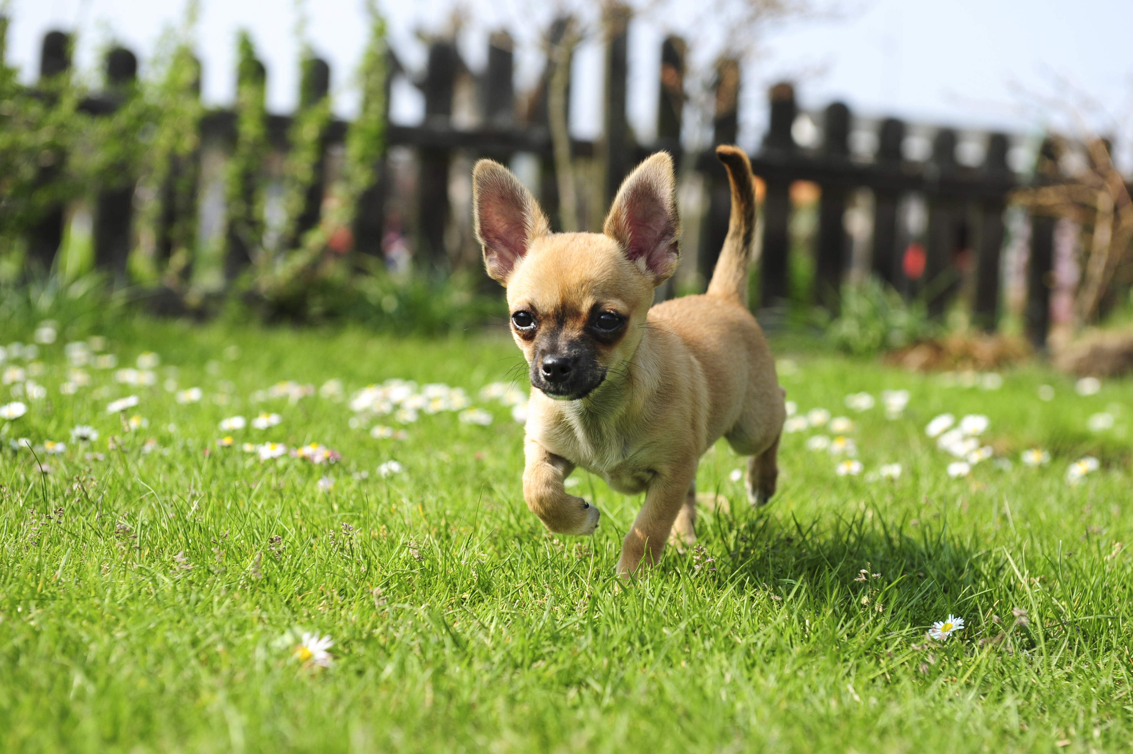 Study highlights common health problems in Chihuahuas